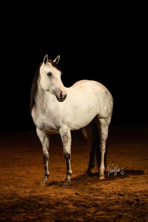 grey horse standing in an arena
