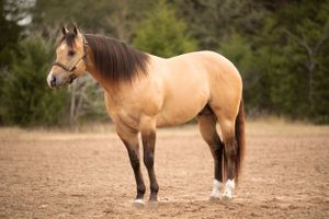 buckskin horse standing in arena