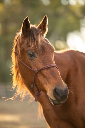 portrait of a bay horse, celebration of life portrait session