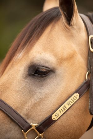close up picture of a horse's head and name on head collar