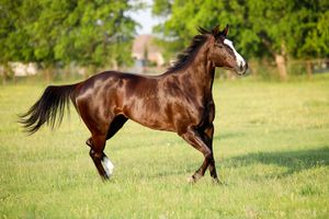 black horse running in a field