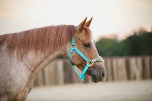red roan horse portrait