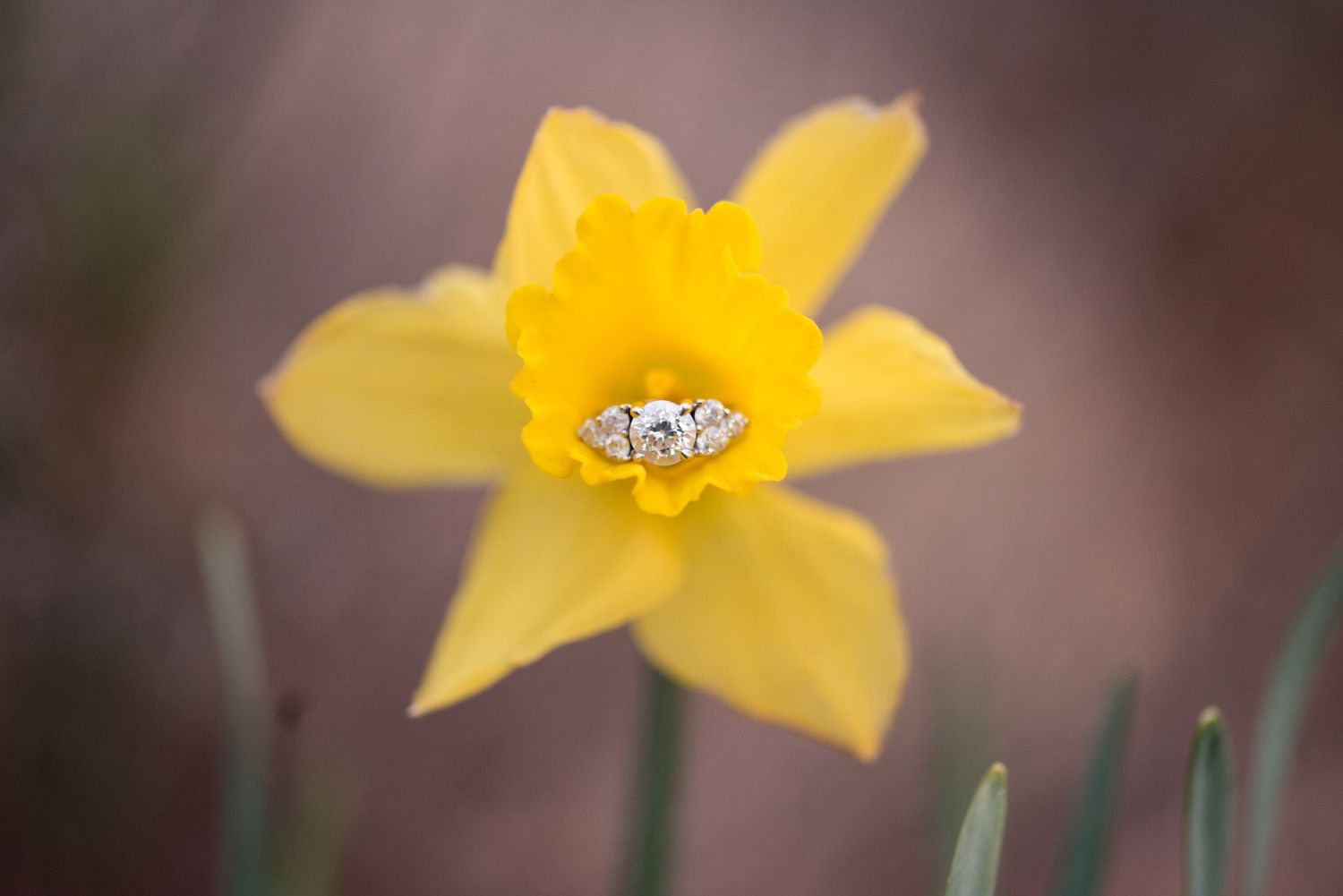 An heirloom diamond engagement ring on a yellow daffodil flower with Leah Ramuglia Photography in Boston Public Garden
