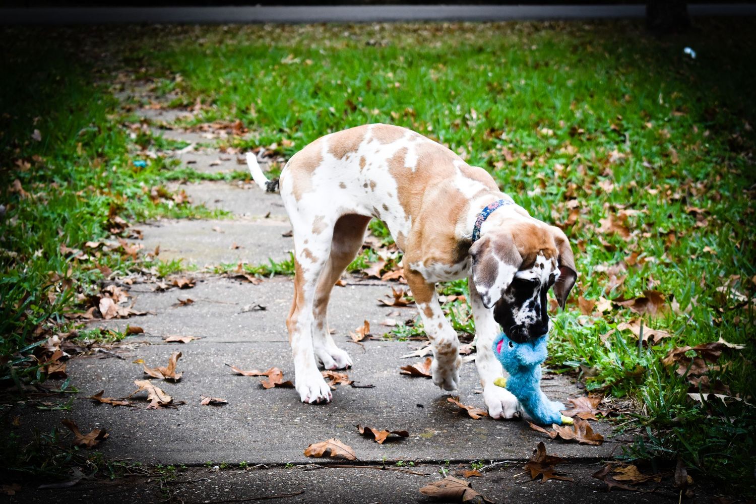 A Great Dane puppy plays with a blue toy on a path covered with fallen leaves.