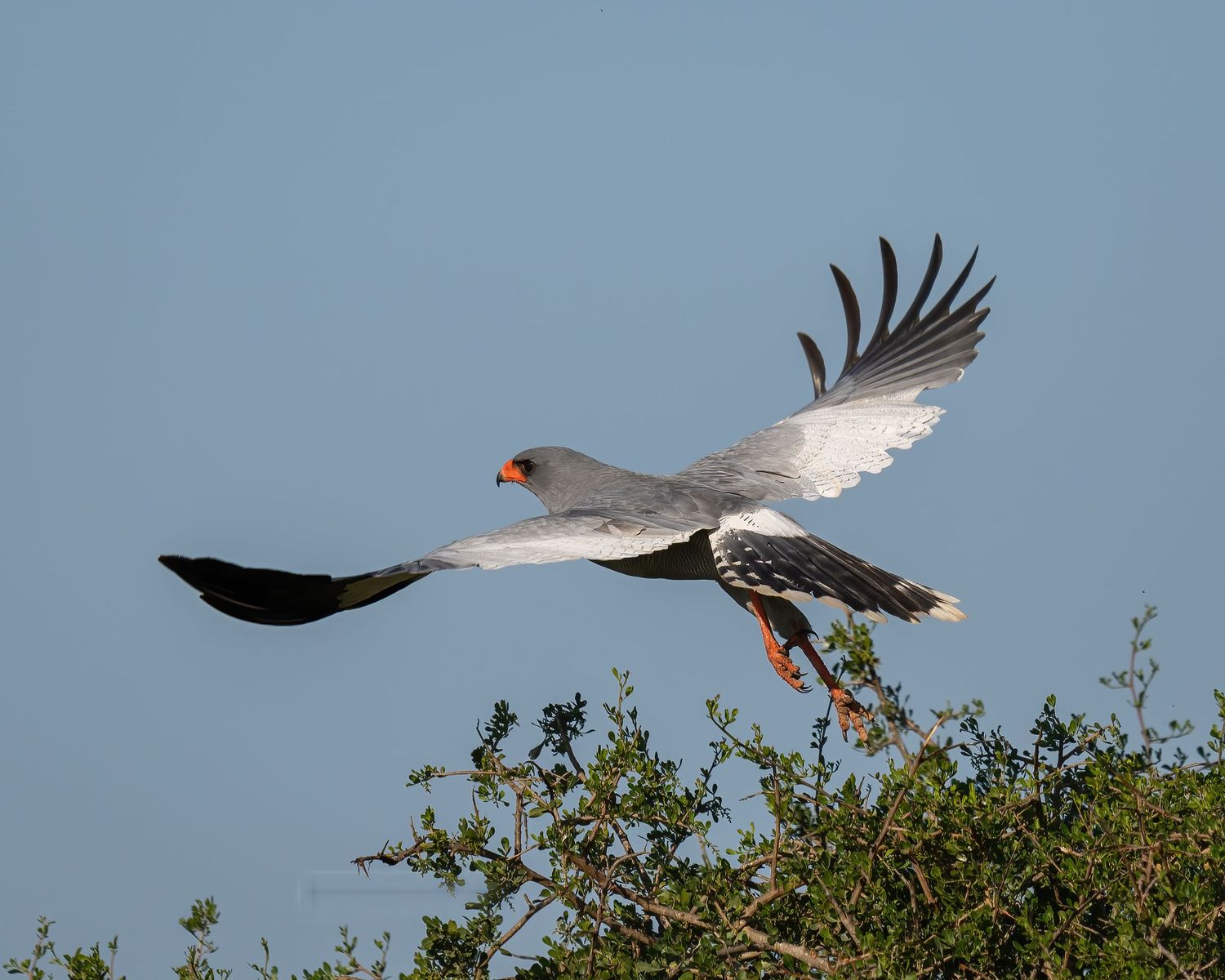 Bird soaring over green vegetation against a bright blue sky.