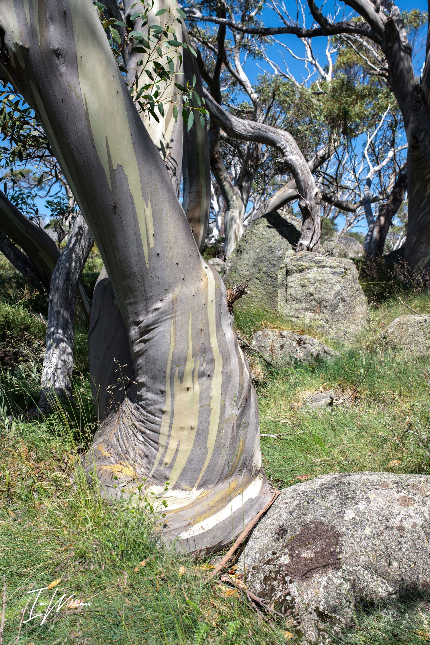 Ancient snow gum