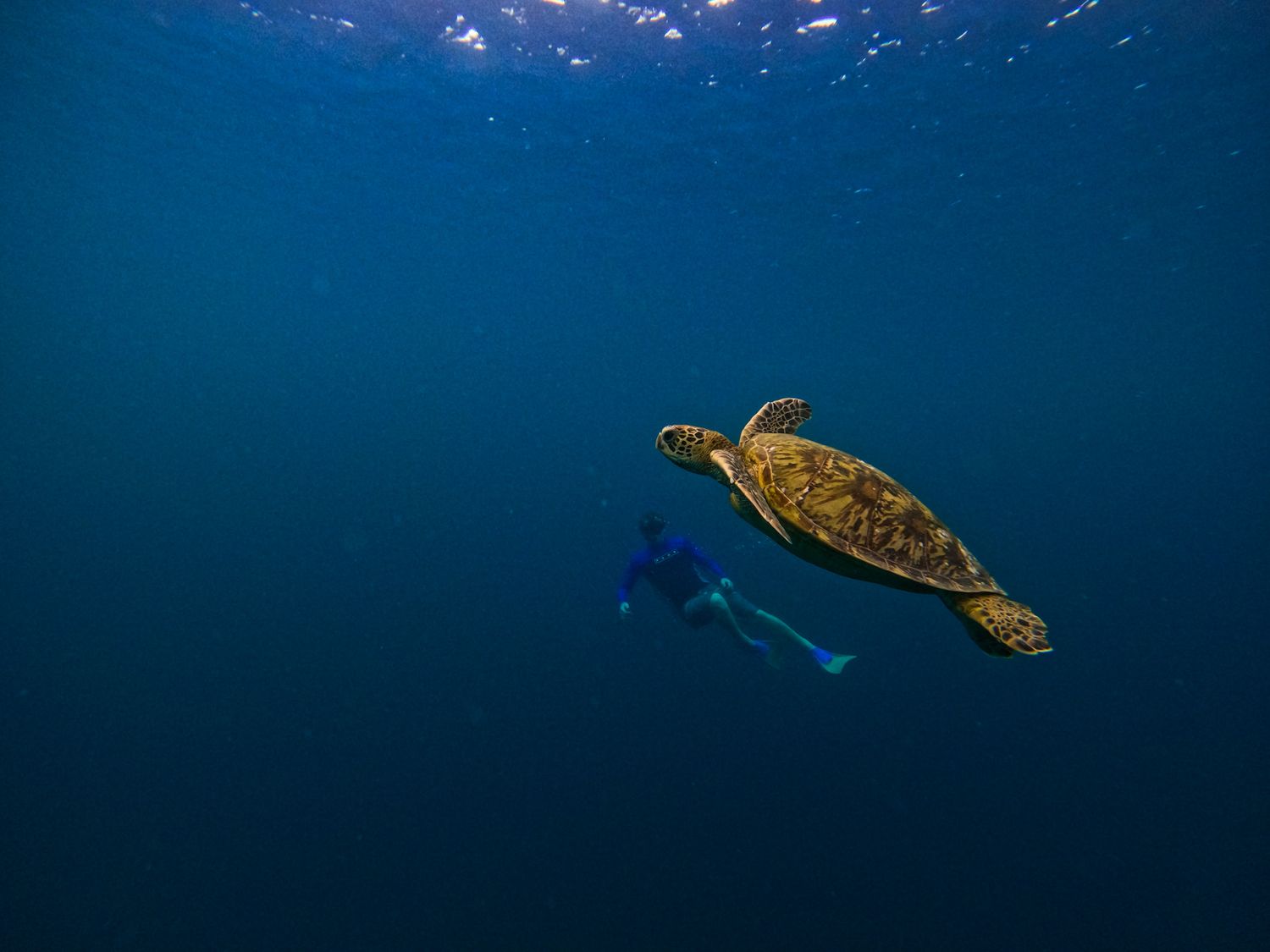 Sea turtle and diver swim together in deep blue ocean waters.