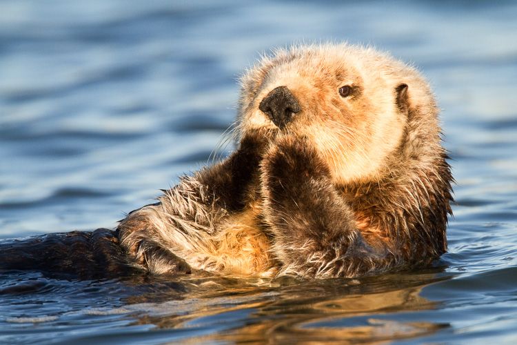Southern Sea Otter swims at sunset in beautiful light in blue water in the Elkhorn Slough in Moss Landing California