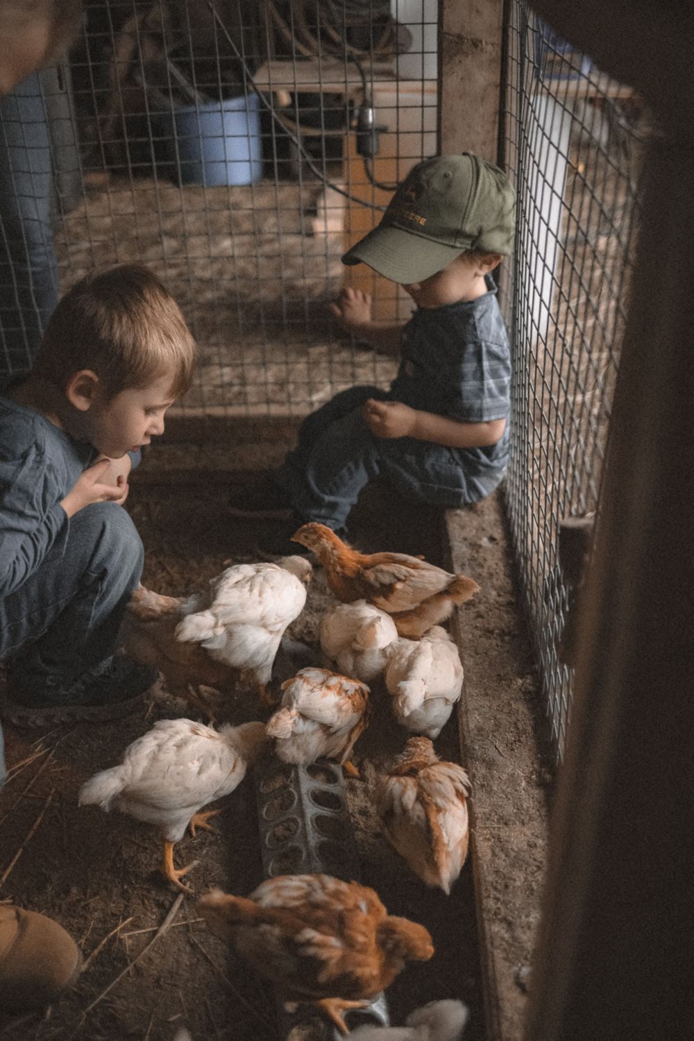 Young children feeding chickens in a rustic coop setting.