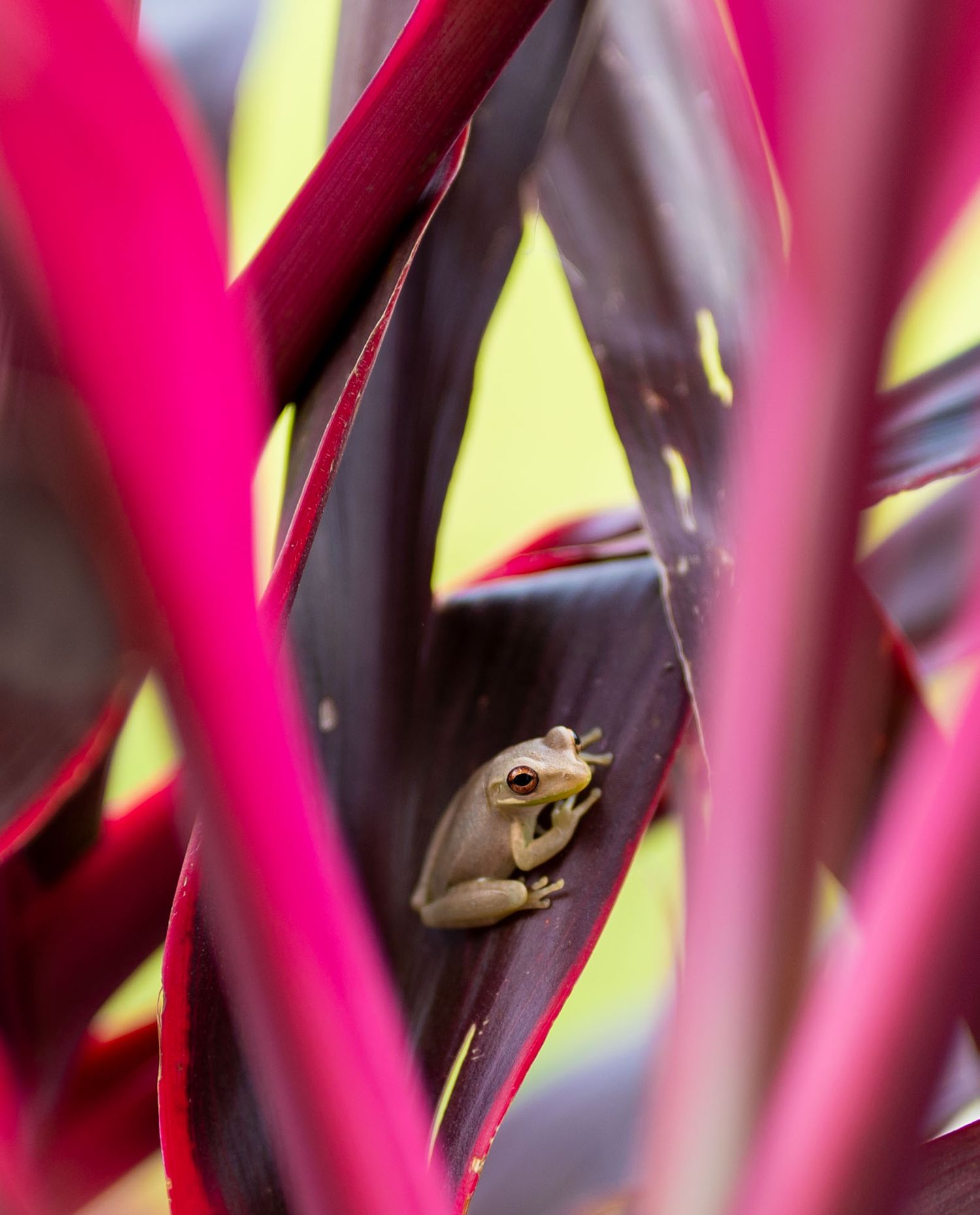 A tiny tree frog perches among vibrant pink and red tropical plant leaves.