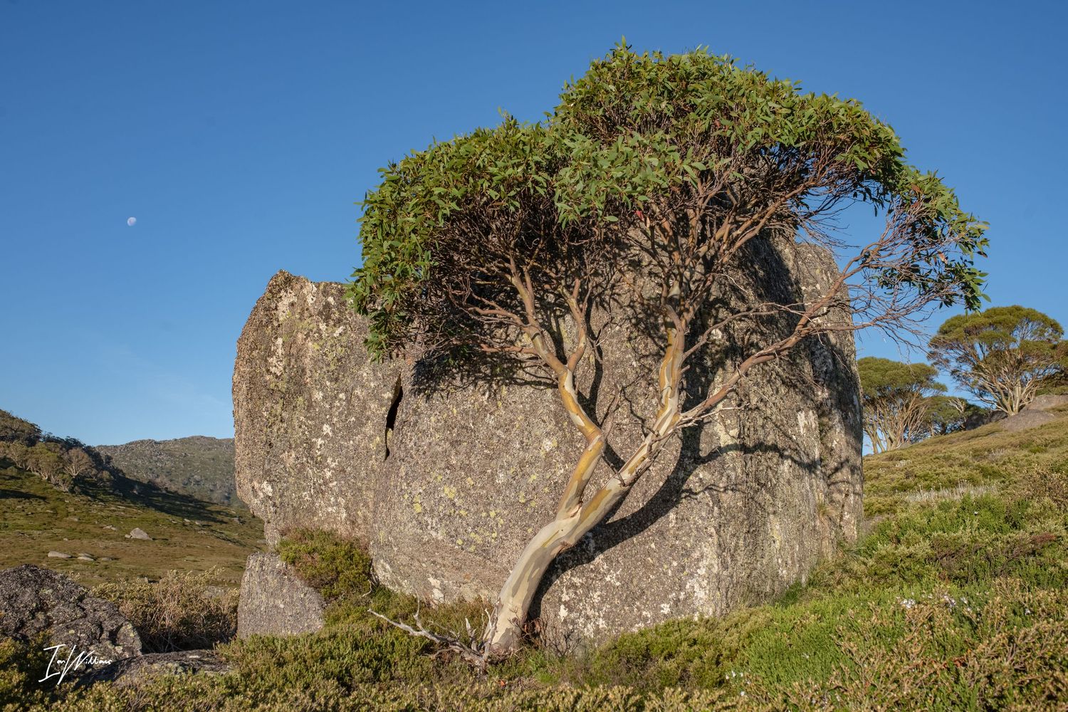 Snow gum