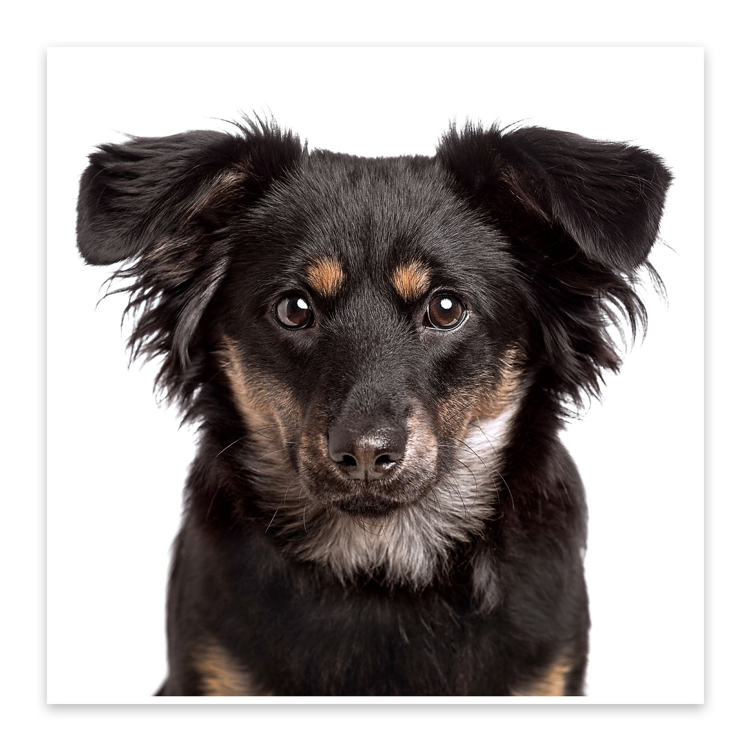 Black and tan mixed breed dog with perky ears in studio portrait.