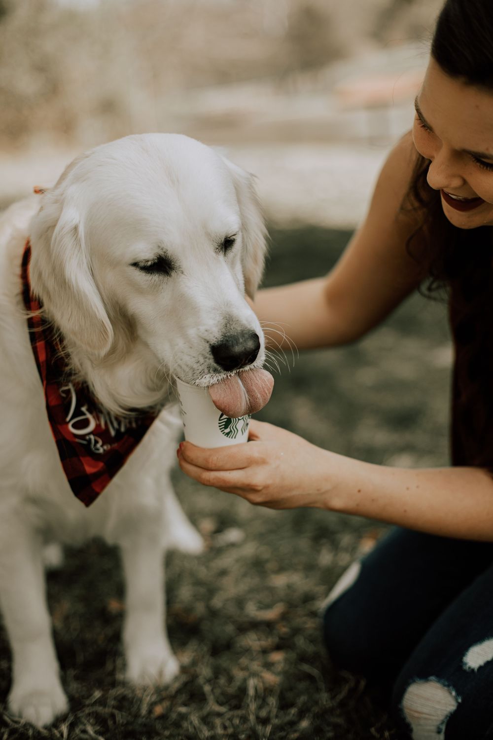 A white dog with a festive bandana being hand-fed treats in a park.