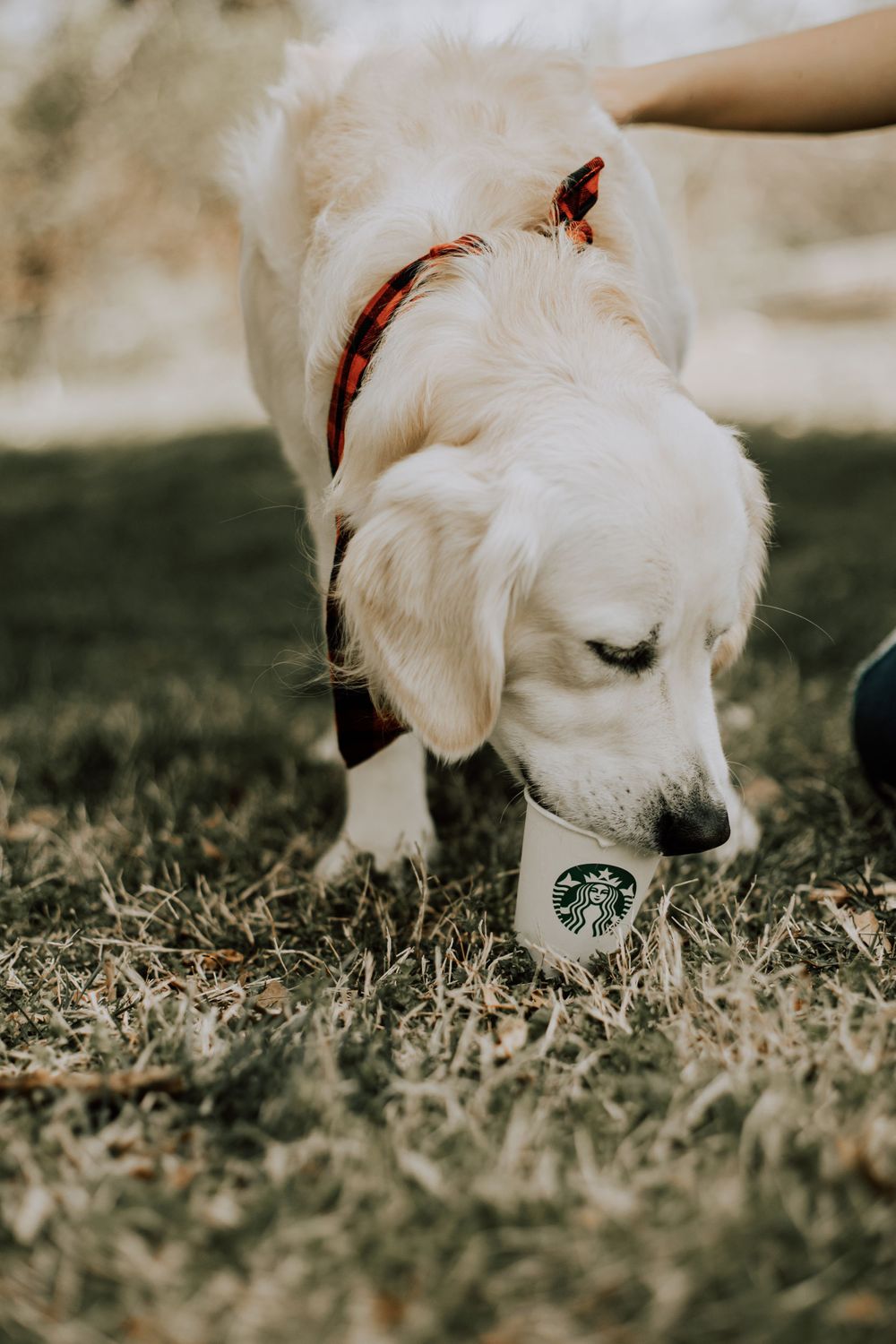 A white dog wearing a bandana drinking from a Starbucks cup outdoors.