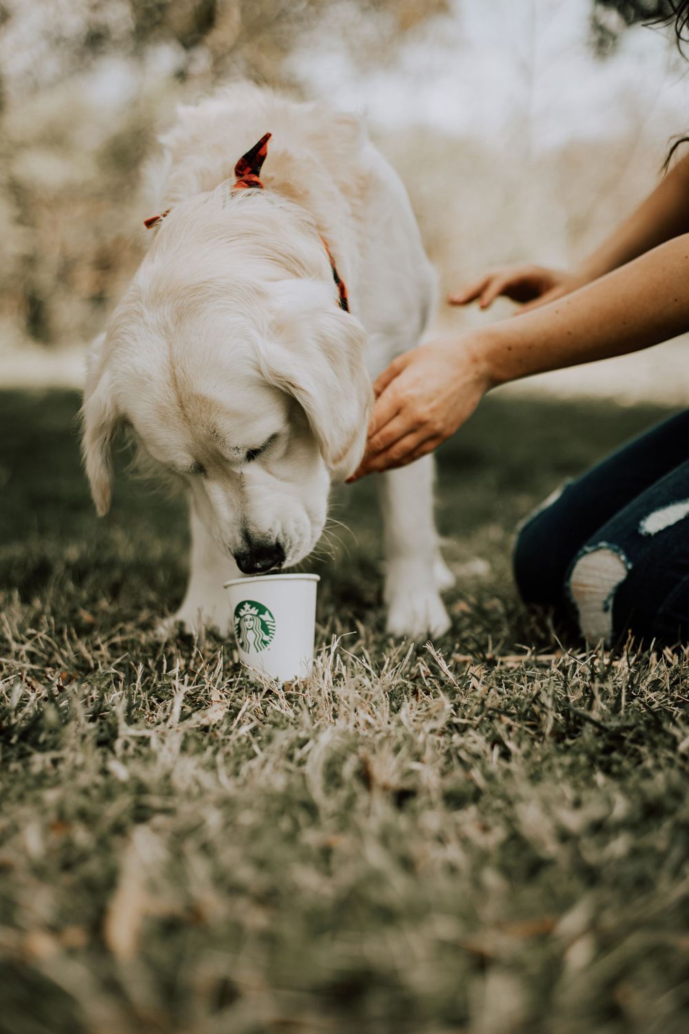A white dog drinking from a Starbucks cup on grassy ground while being petted.