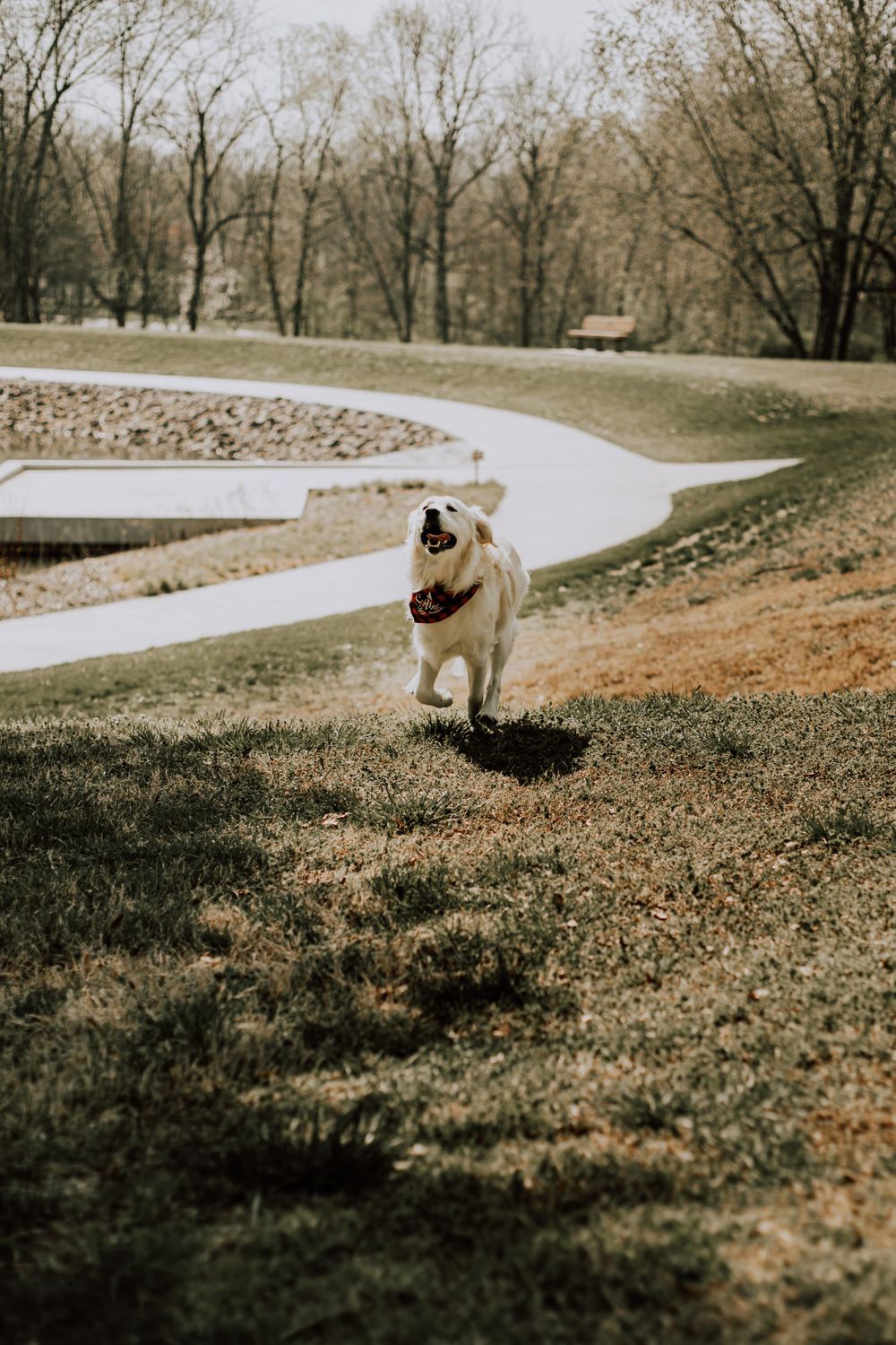 A white dog runs joyfully along a winding path in a park setting during autumn.