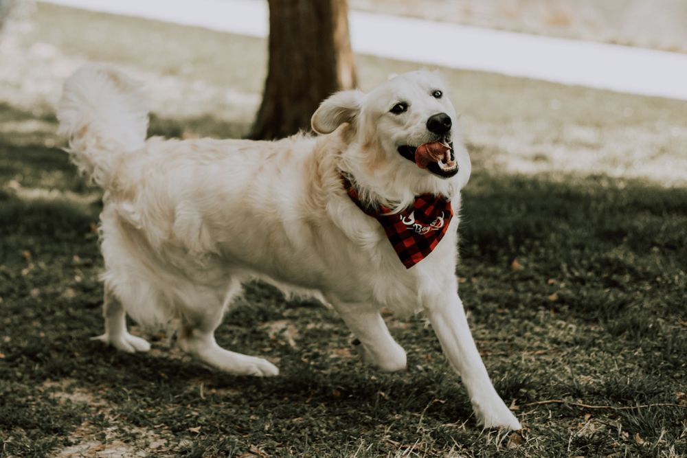 An energetic white dog running and playing in a park with a happy expression.