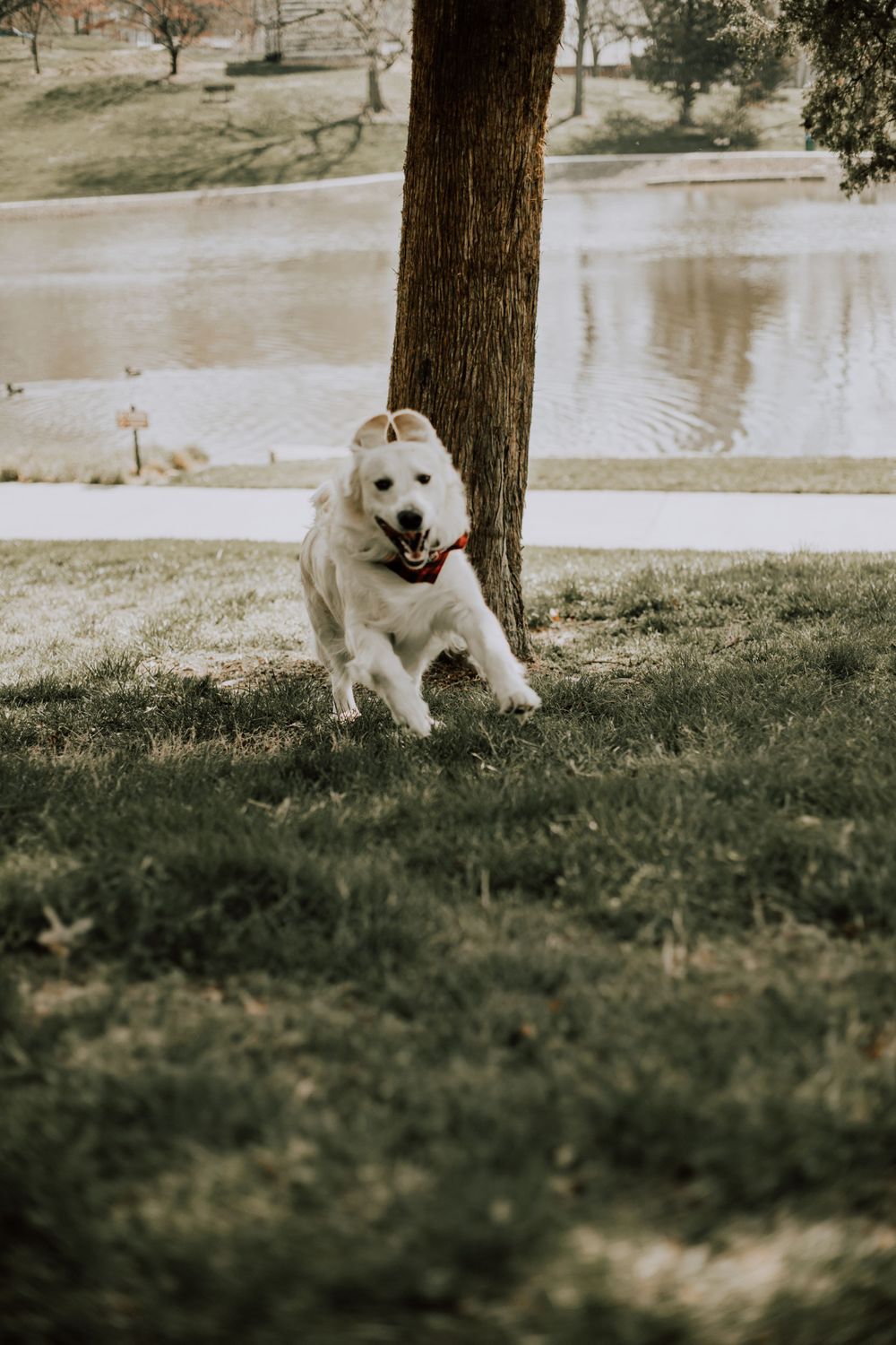 An energetic white dog playing and running next to a tree by a pond.