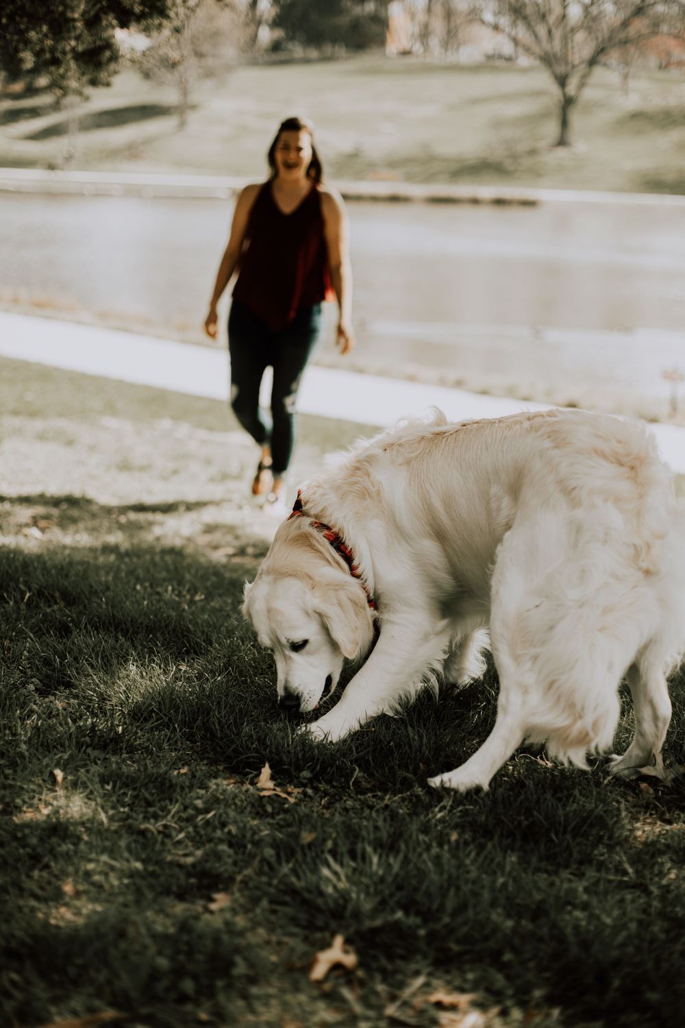 A golden retriever sniffs the ground while enjoying a walk in a park near a pond.