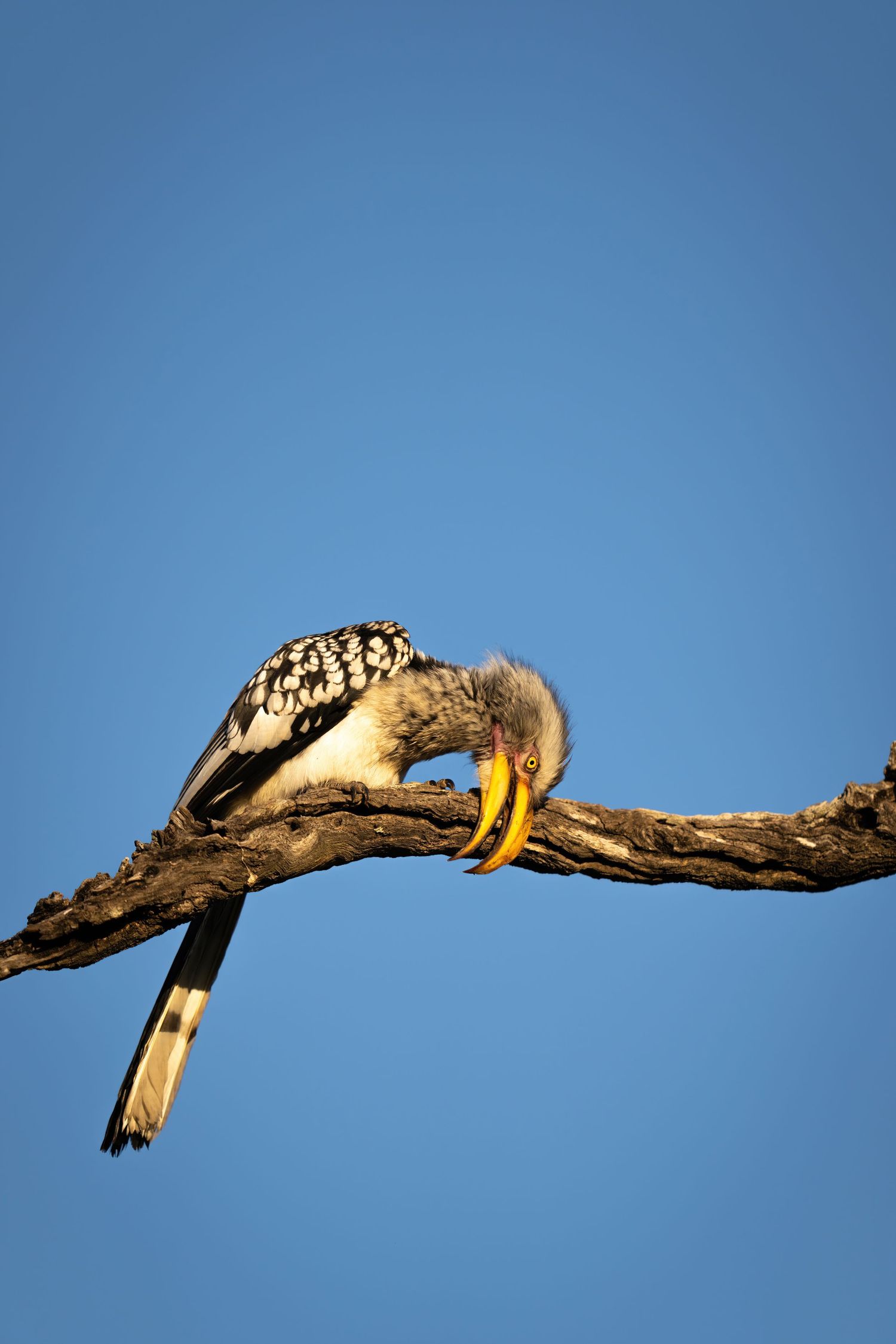 Bird perched on bare tree branch against bright blue sky background.