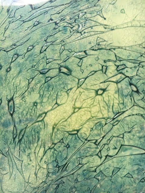 an unexposed cyanolumen using plastic wrap soap and other things by fine artist Logan C Thomas Barbados