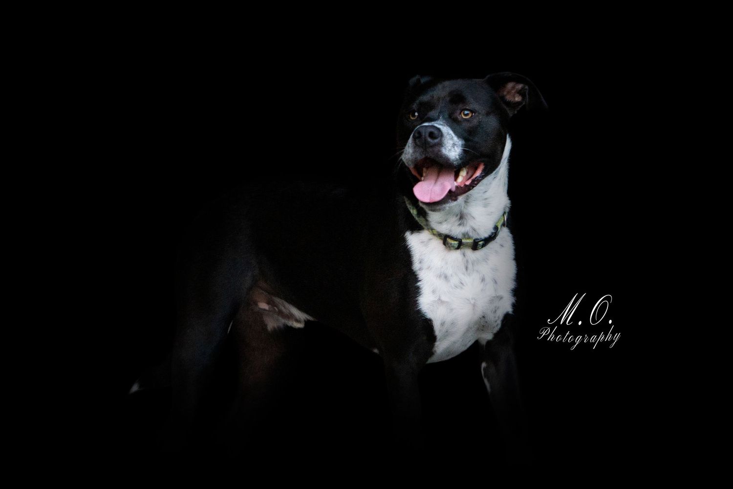 Equine photographer, Lehigh valley, black backgrounds, mo equine photography, horse and rider sessions, pet photography