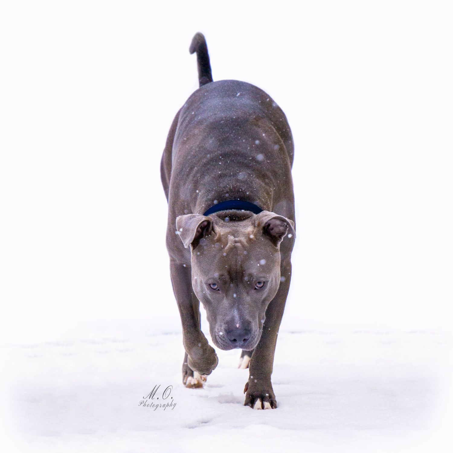 Equine photographer, Lehigh valley, black backgrounds, mo equine photography, horse and rider sessions, pet photography
