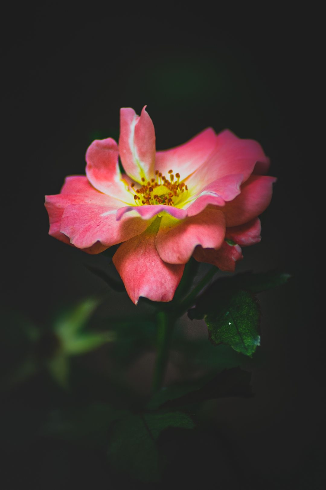 A pink rose flower blooms dramatically against a dark background.