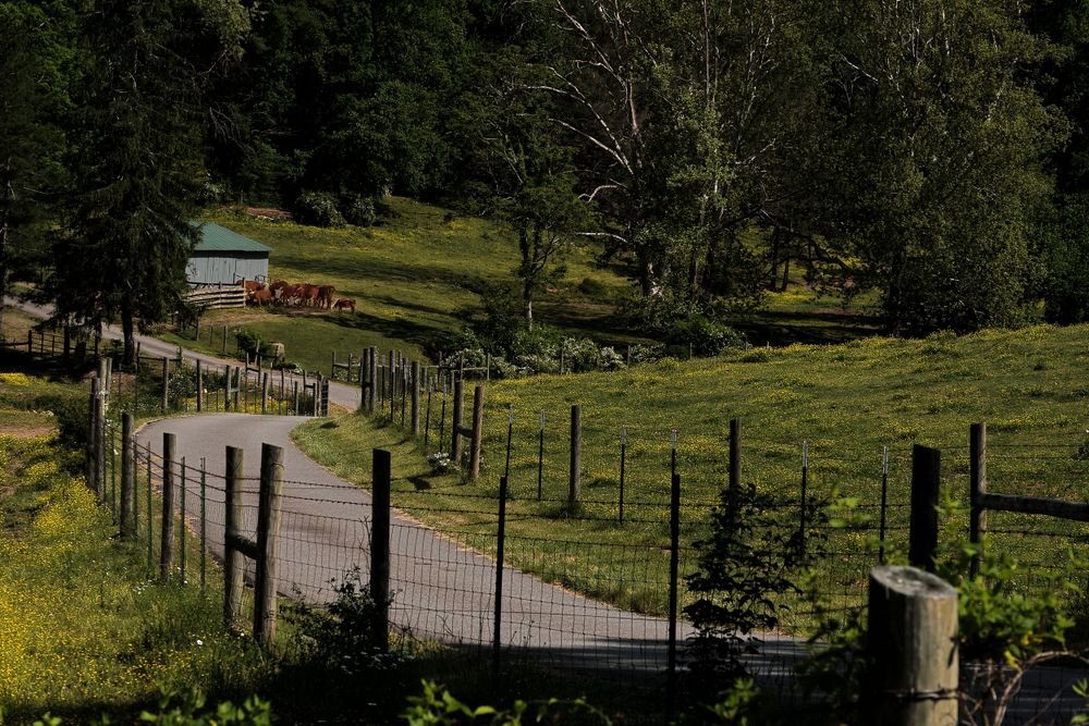 A winding gravel path leads through a pastoral fenced field with green rolling hills in the background.
