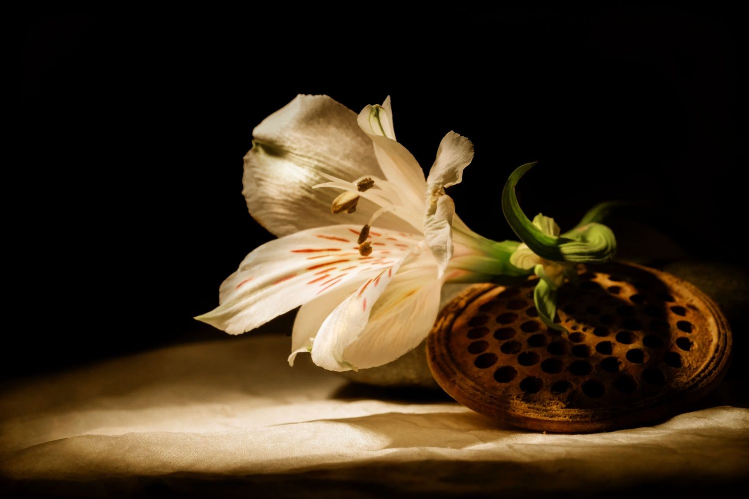 Dragon Papillon Photography - It's all about light