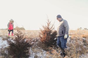People searching through winter fields covered in frost and dead vegetation.