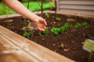 Hands tending to small plants and seedlings in a raised garden bed.