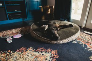 A black dog sleeping peacefully on a round bed atop a patterned rug.