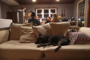 A cozy living room scene with a dog resting on a comfortable couch in warm lighting.