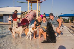Group of people and dogs playing together at a water park splash pad on a sunny day.