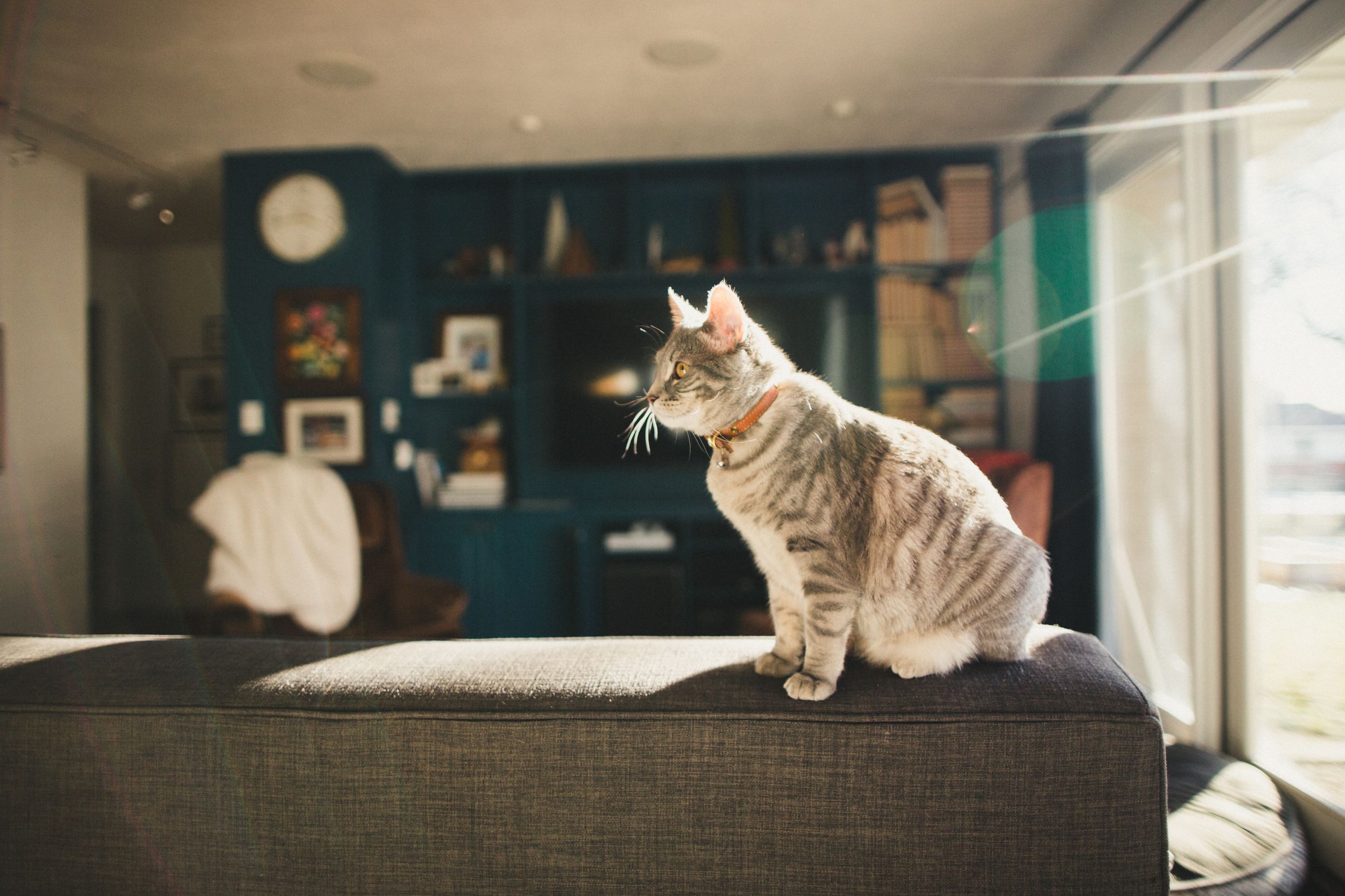 Cat lounging on windowsill in room with blue walls and natural lighting.