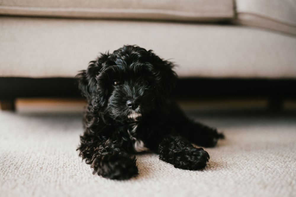 An adorable black puppy with curly fur lying on beige carpet.