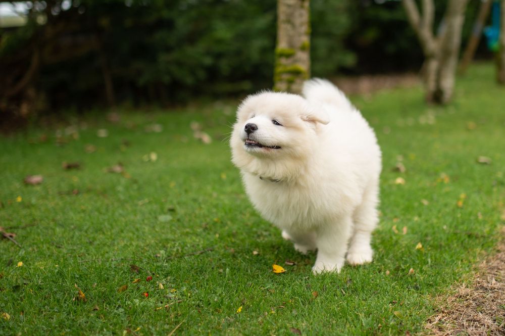 Happy Samoyed puppy with a big smile enjoying the outdoors on green grass.