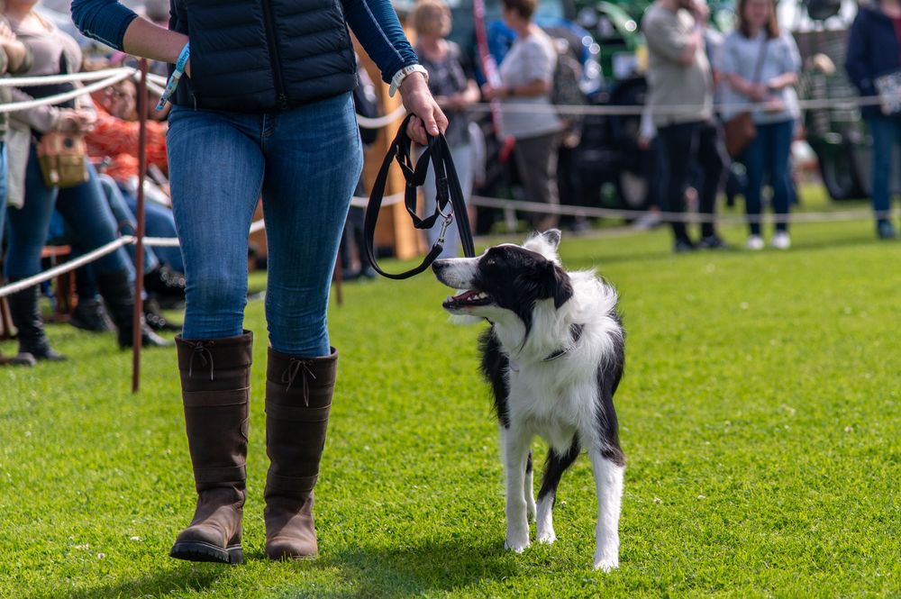 A black and white border collie walks alongside its handler during an outdoor dog show.