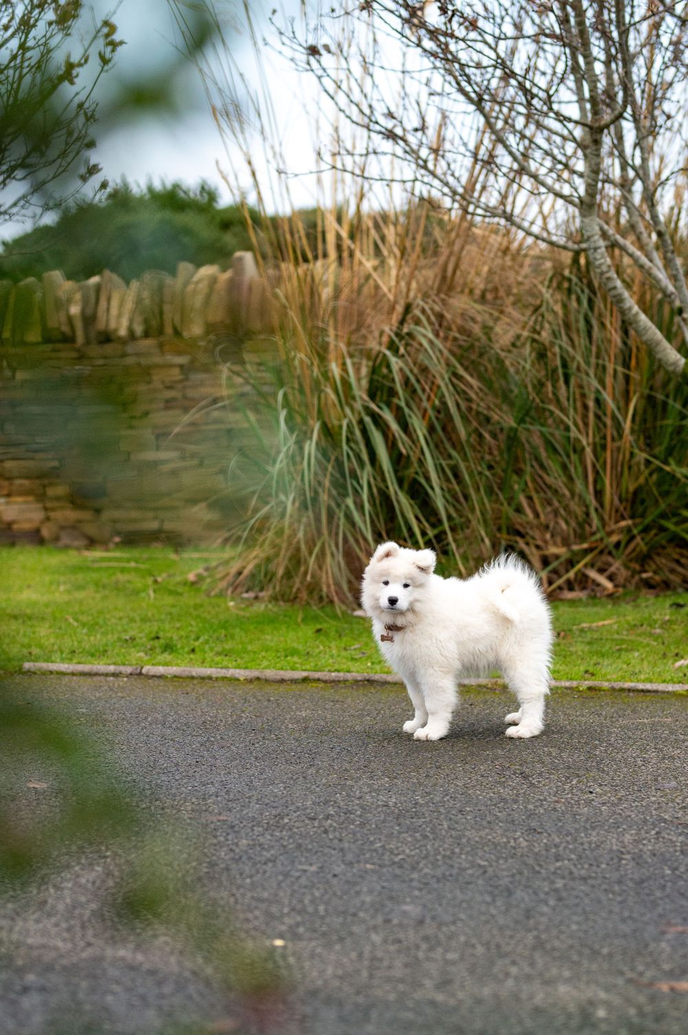 White Samoyed dog standing on path near ornamental grasses.