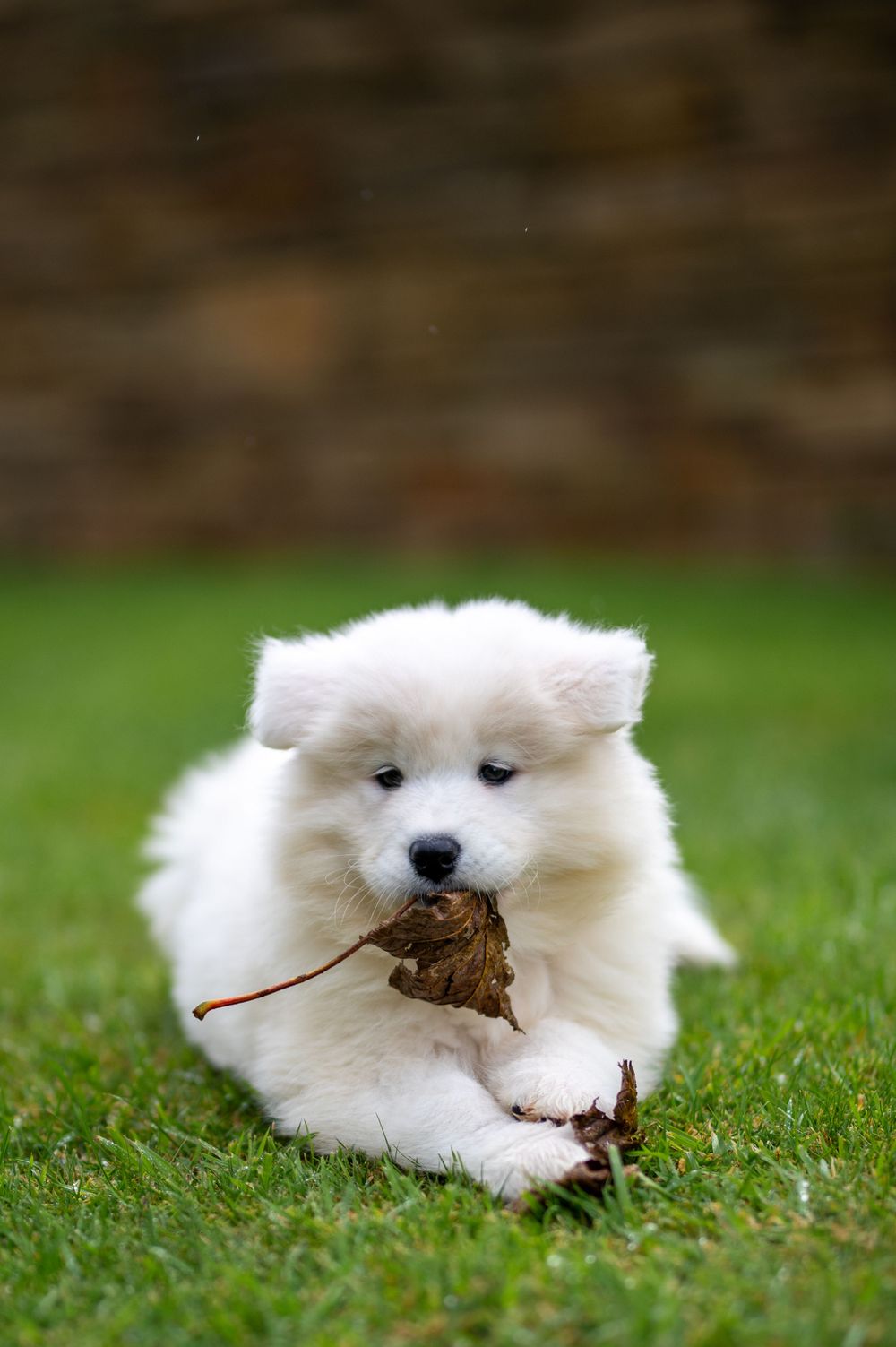 Fluffy white puppy playing with a dried leaf on green grass.