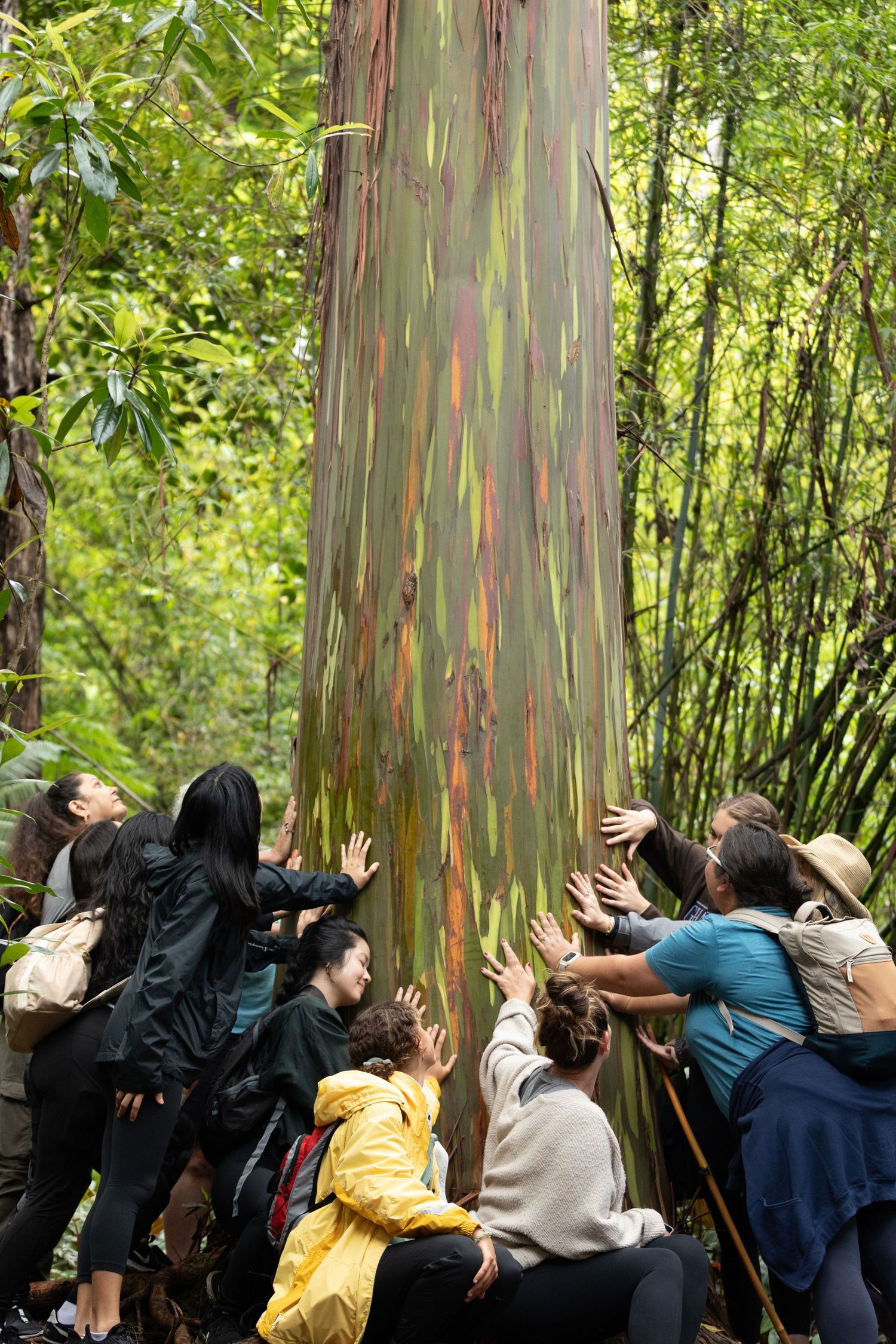 Group of tourists admiring colorful rainbow eucalyptus tree trunk in tropical forest.