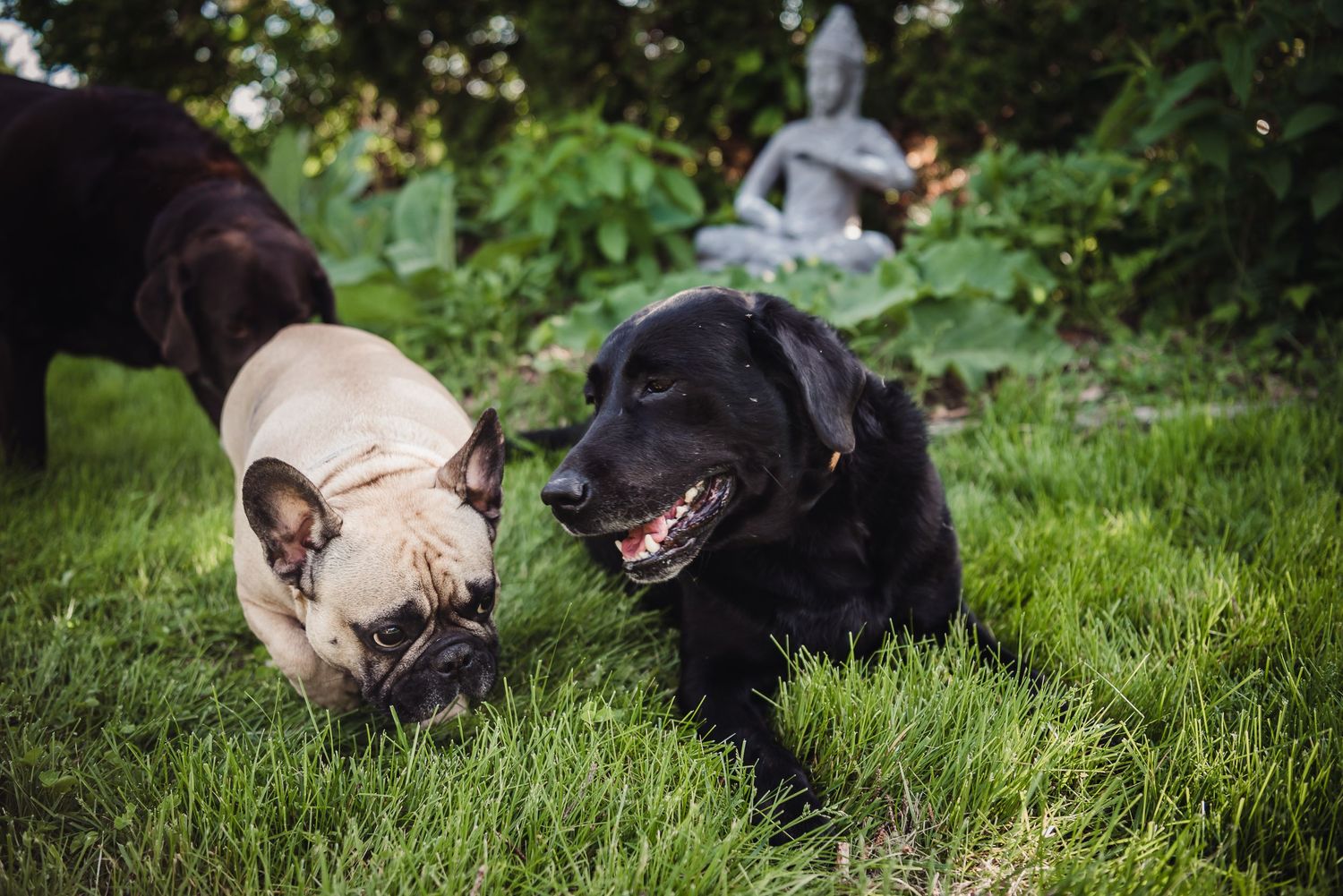 Colour image of a small pug and a black lab laying in the grass together.