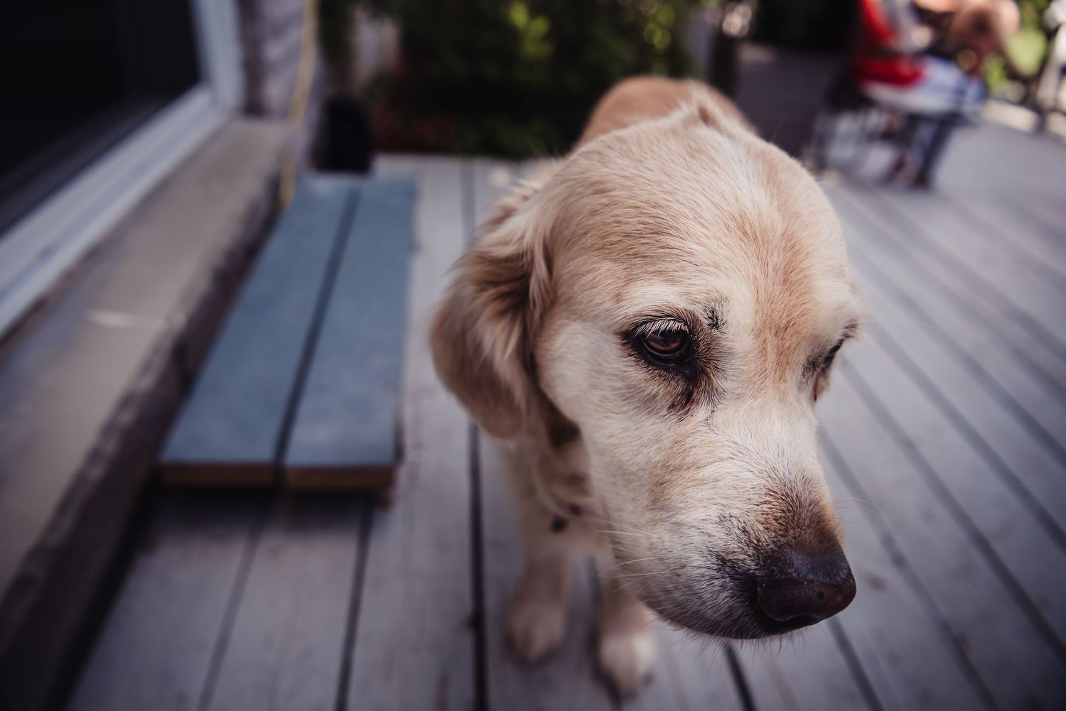 Coloru image of a golden retriever.
