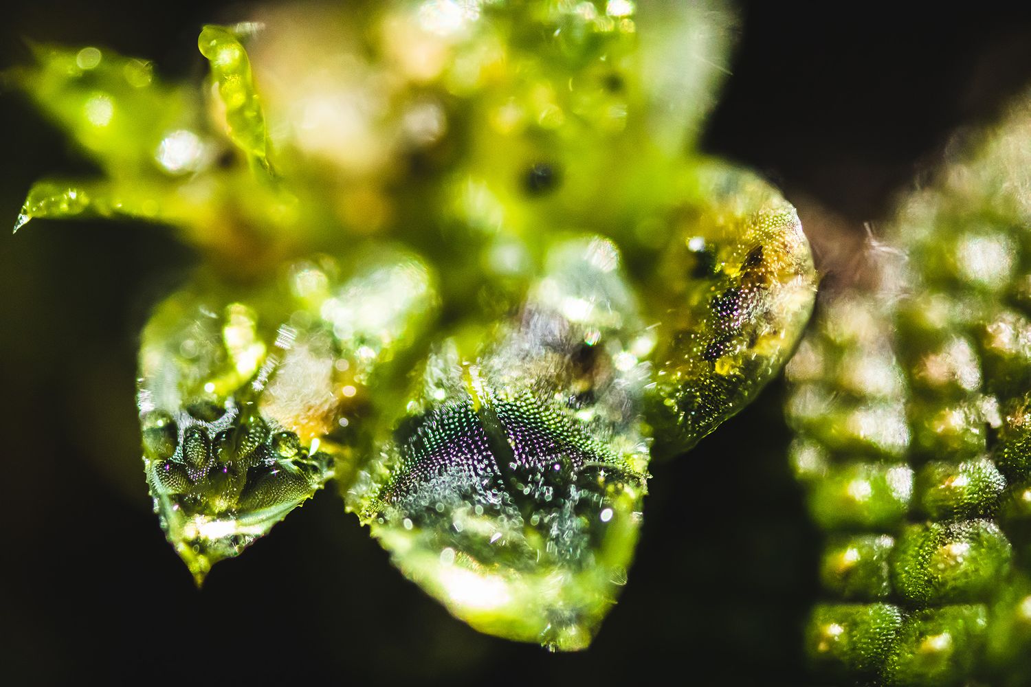Extreme close-up of dewy green plant leaves with sparkling water droplets.
