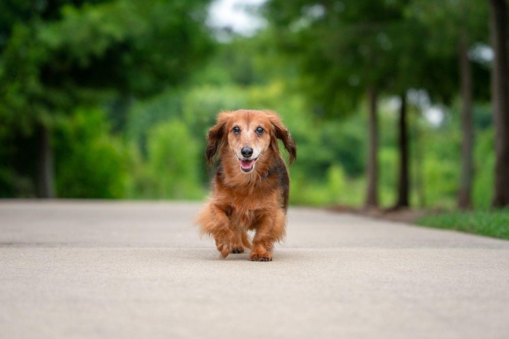 Long-haired dachshund walking alone on a paved path with green trees in the blurred background.