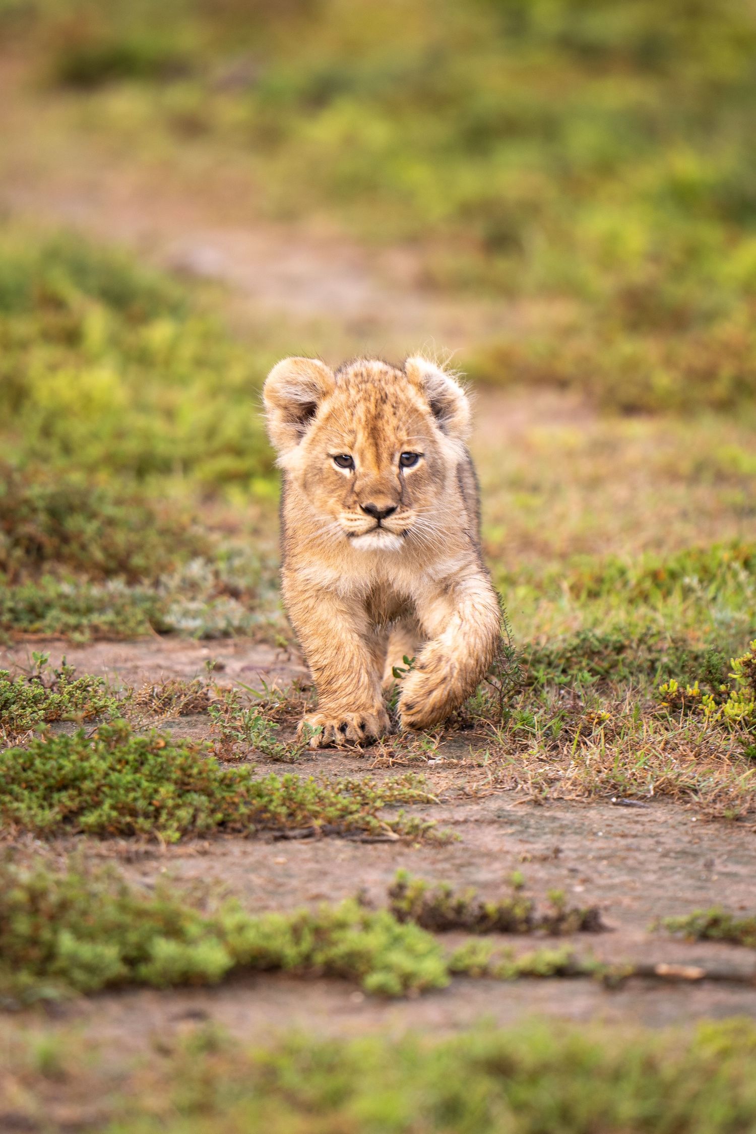 Cute lion cub practicing stalking moves on grassy terrain.