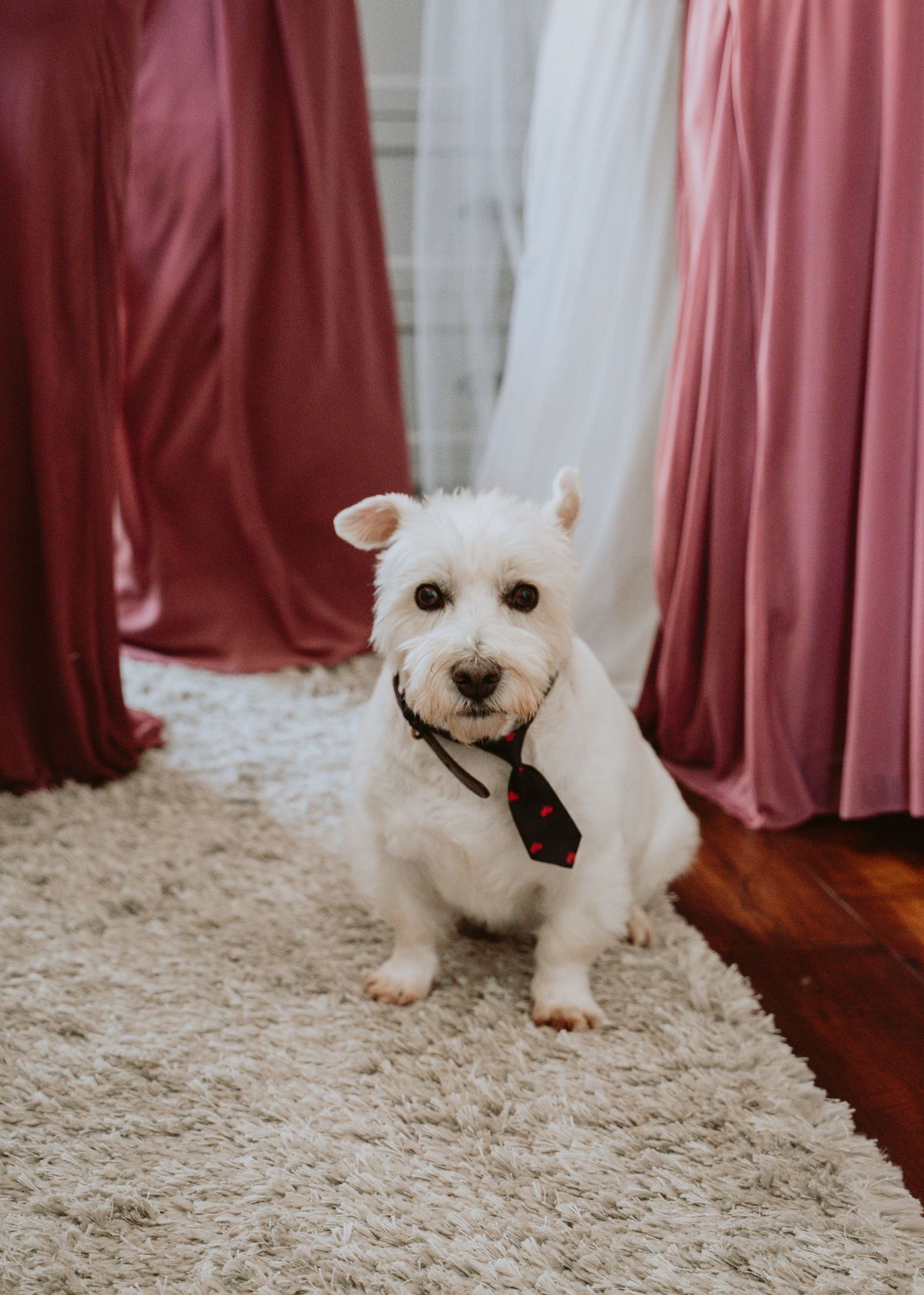 Image of dog surrounded by bridesmaids and bride.