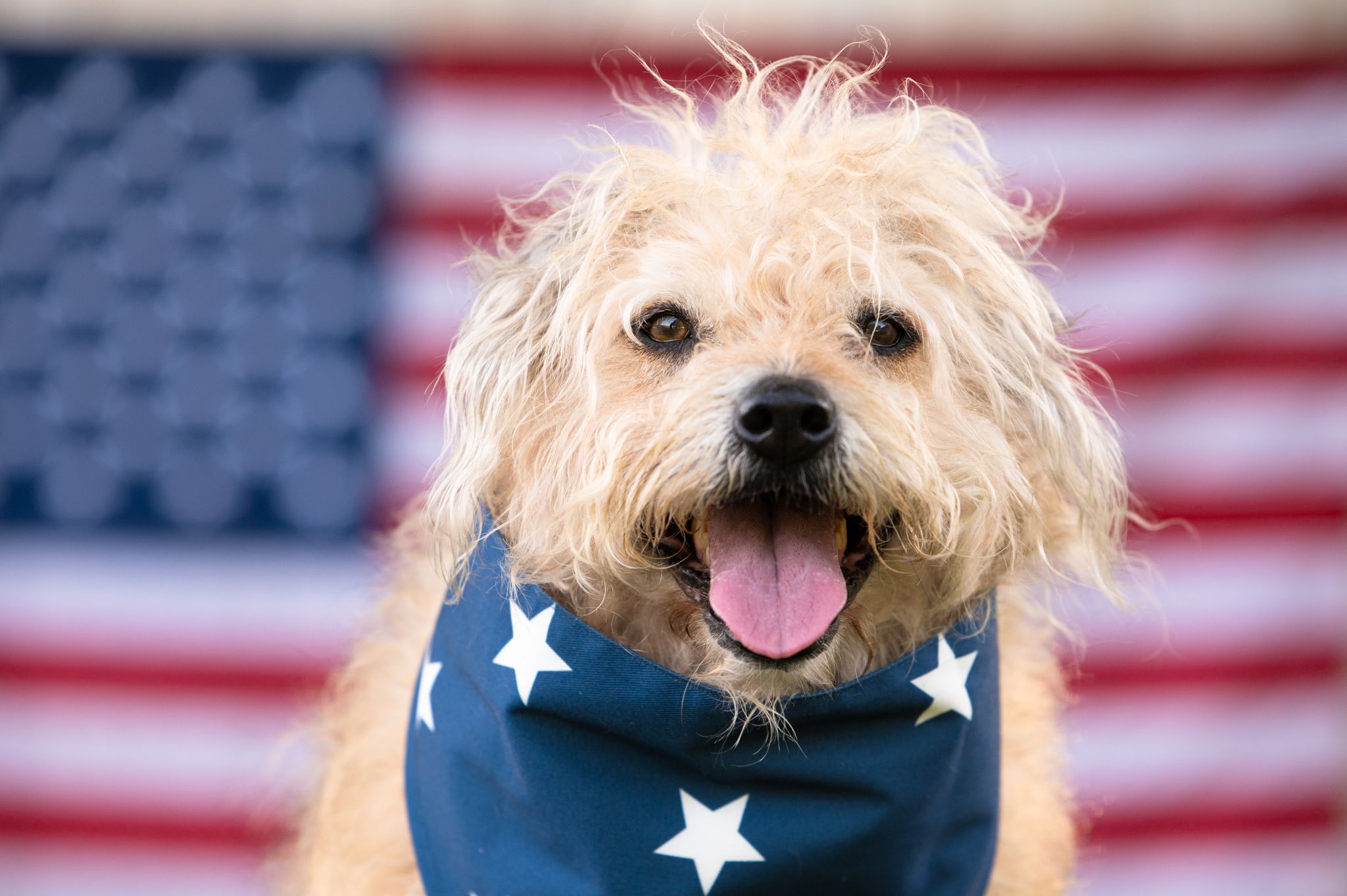scruffy dog wearing bandana in front of American flag