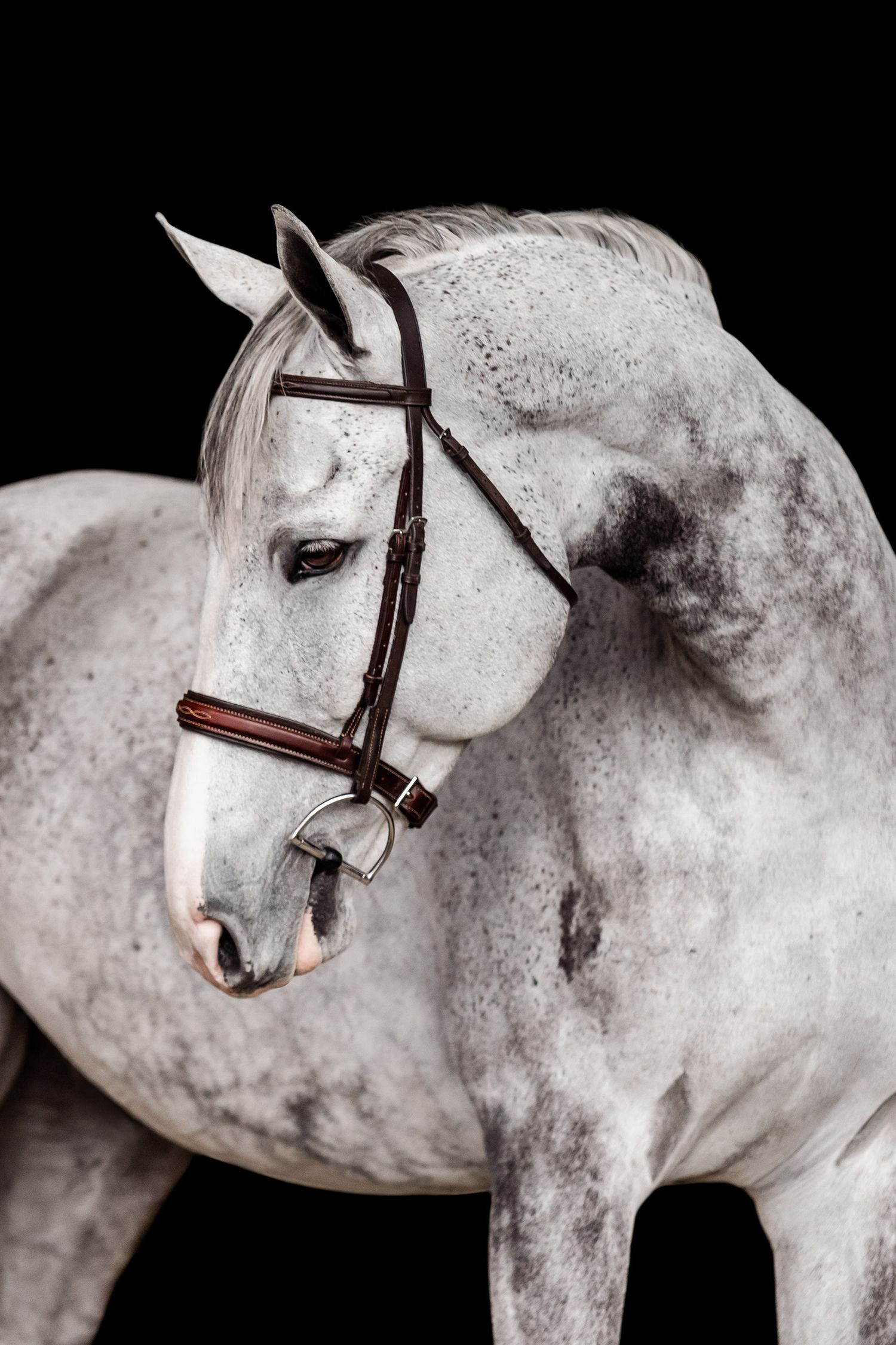 Gray warmblood horse black background